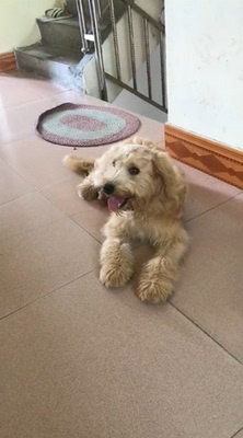 【揭秘】给金毛吃晨崛狗粮怎么样，好不好？这个牌子是天然粮吗？