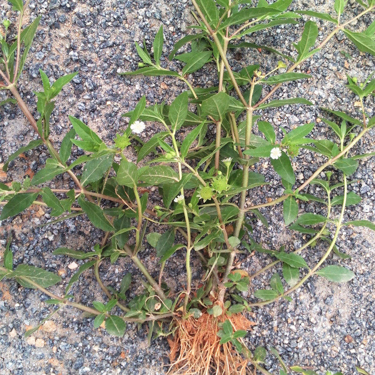 新鲜旱莲草 墨旱莲 墨草 墨水草 乌心草 鳢肠 擦老鼠痣500g发顺丰