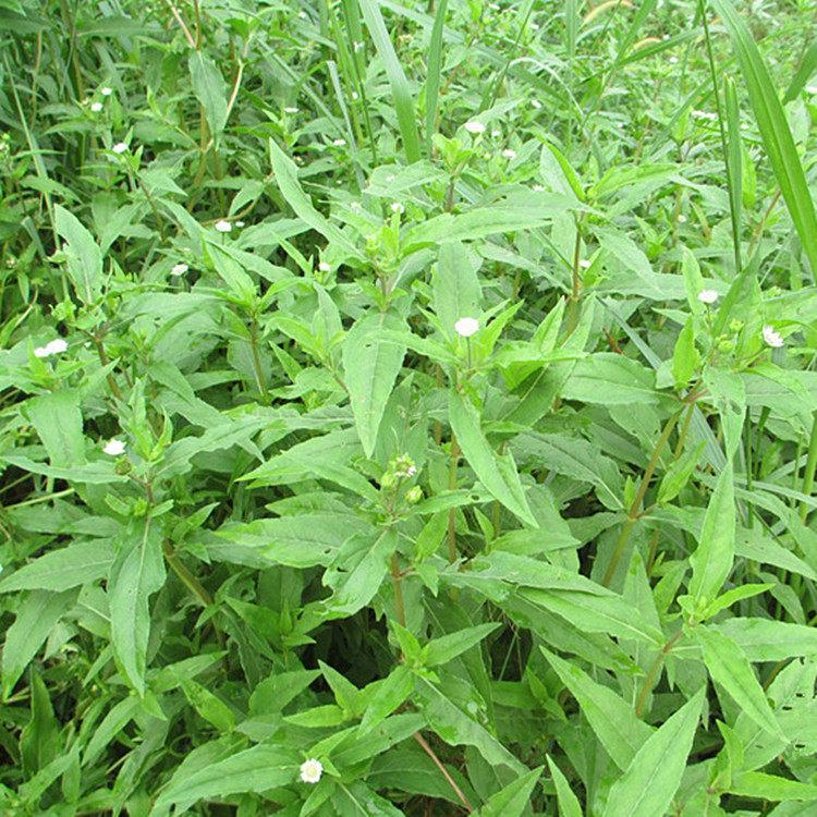 新鲜旱莲草 墨旱莲 墨草 墨水草 乌心草 鳢肠 擦老鼠痣500g发顺丰