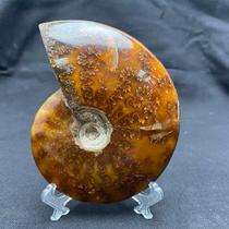 Natural fossil ornaments colorful snail fossils ornaments leaf ammonites paleontological fossils childrens science teaching