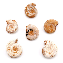 Bablov Ammonites Paleontological fossils Childrens Science Collection Teaching Childrens Gifts