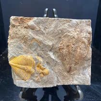 Natural double insect trilobite fossil ornaments Crown insect popular science collection childrens gift teaching specimens