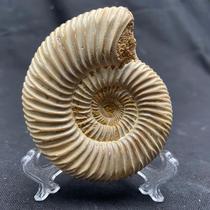 Natural Paplov Ammonites Paleontological fossils Ammonites fossils fossils ornaments popular gifts collection