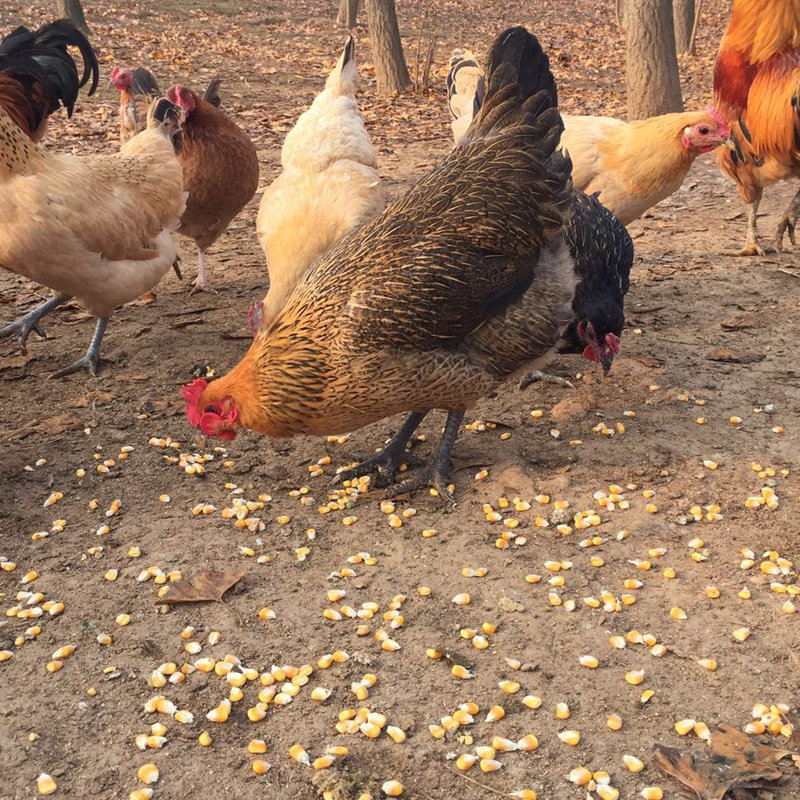 土鸡老母鸡农家散养草鸡新鲜柴鸡月子鸡笨鸡整鸡纯粮食喂养_6折现价