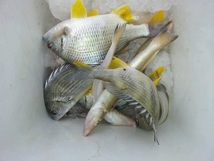 少刺黄翅鱼鲜活垂钓海捕新鲜海鲜孕妇小孩营养少刺