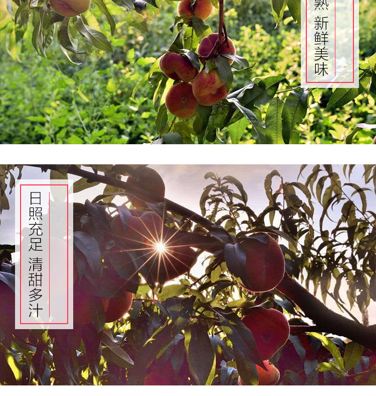 新鲜美味日照充足清甜多汁-推好价 | 品质生活 精选好价