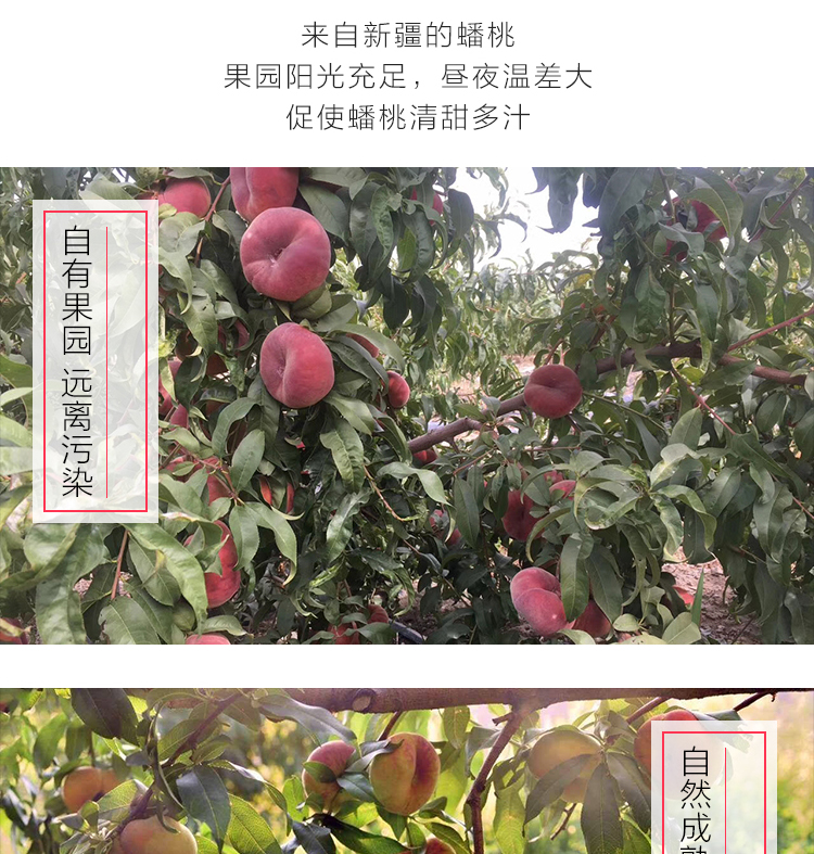 来自新疆的蟠桃果园阳光充足,昼夜温差大促使蟠桃清甜多汁有果园远离污染自然成-推好价 | 品质生活 精选好价