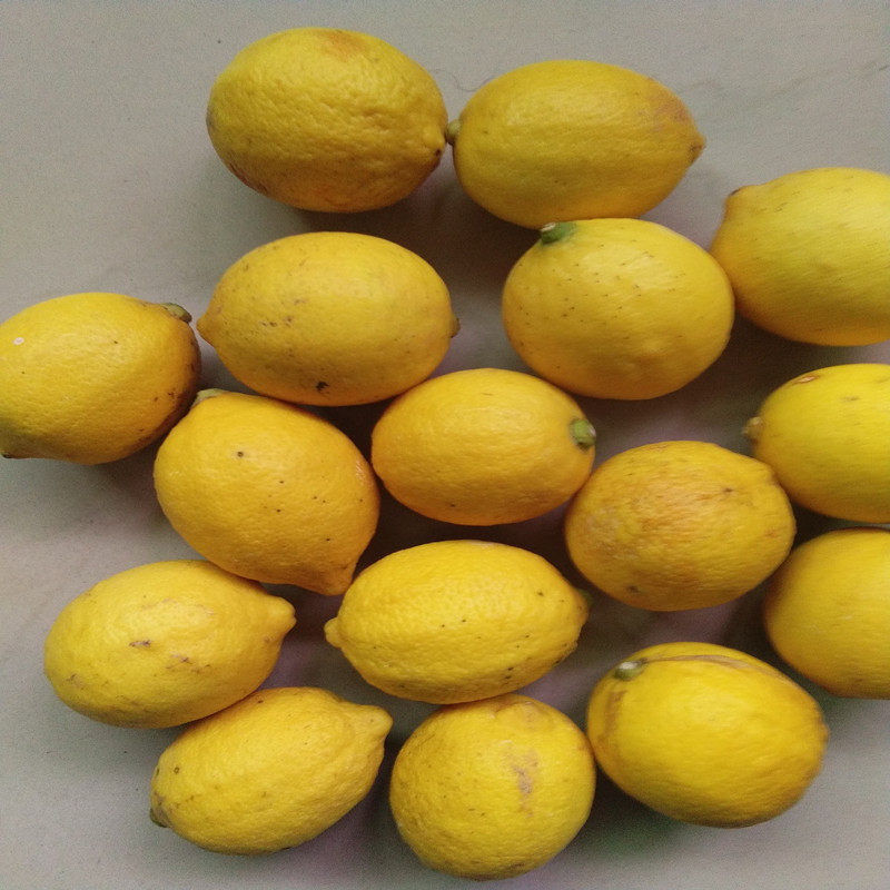 安岳新鲜柠檬丑果5斤现摘黄柠檬新鲜水果酸味十足丑果榨汁包邮
