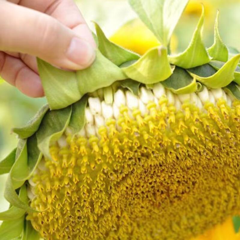 白牙签食用葵种子新疆特产牙签瓜子象牙白高产耐旱庭院观赏向日葵