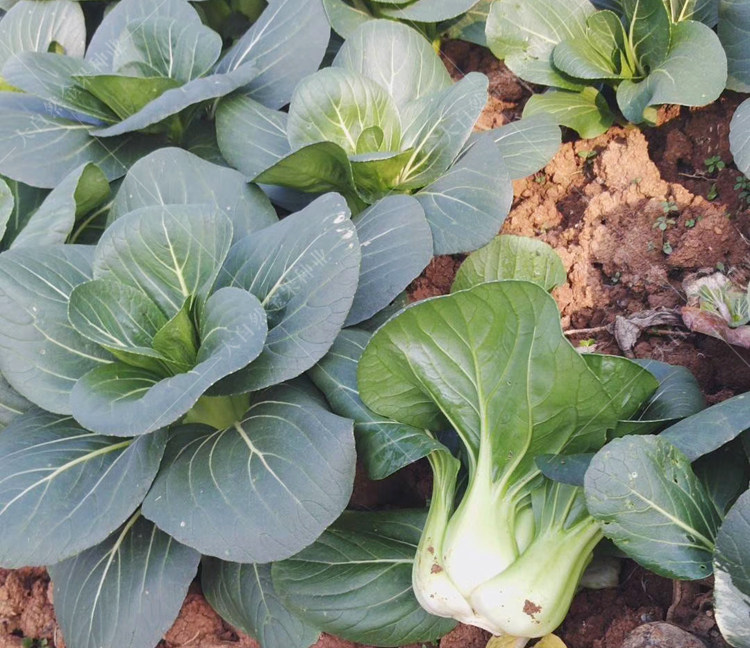 黑油菜种子黑梗青梗菜上海青菜种籽四季播阳台盆栽蔬菜种孑菜籽