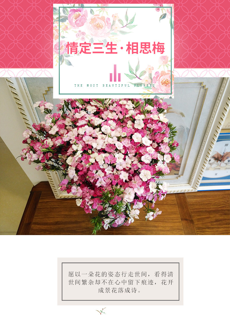 云南昆明相思梅鲜花批量同城速递石竹梅鲜花送爱人长辈家庭装饰_7折