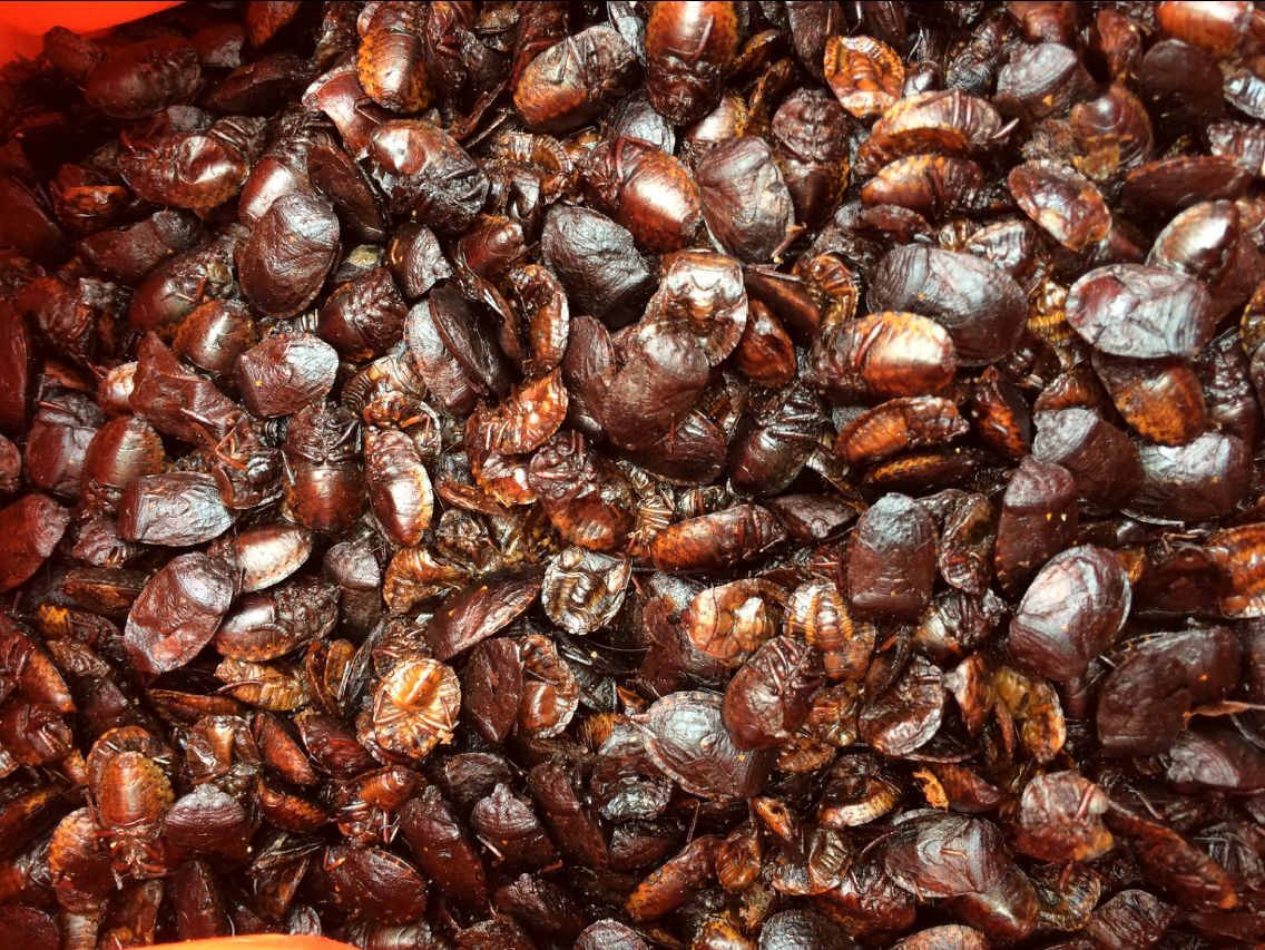 中药材正品 野生九香虫 清水小九香虫 打屁虫 500克 促销包邮