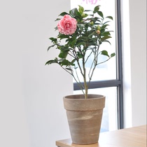 Hongyue five-color red Dan perfume Camellia potted courtyard balcony ornamental cold-resistant flowers Camellia