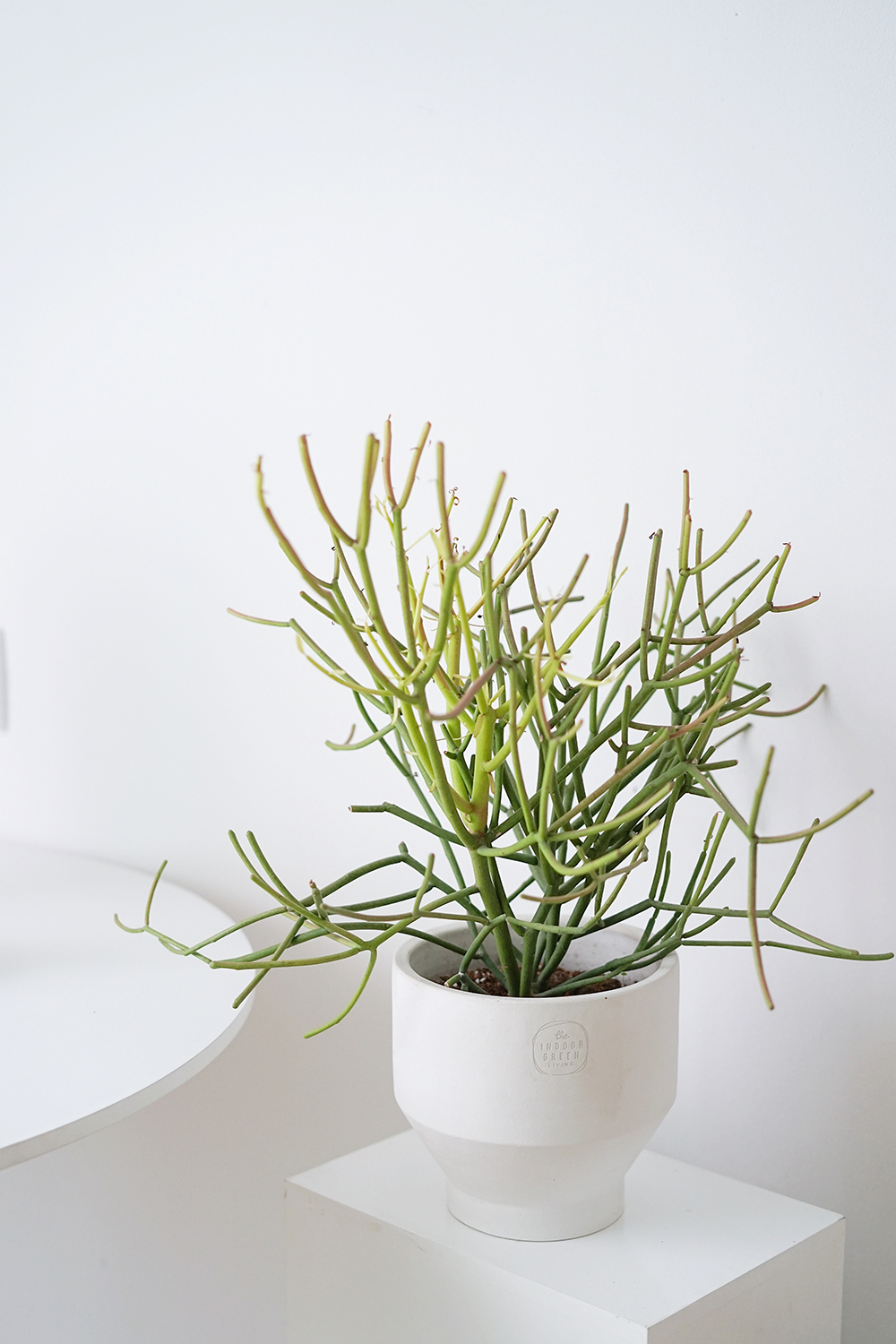 植物私生活 | 膨珊瑚光棍树红珊瑚 沙漠植物北欧风绿植盆栽
