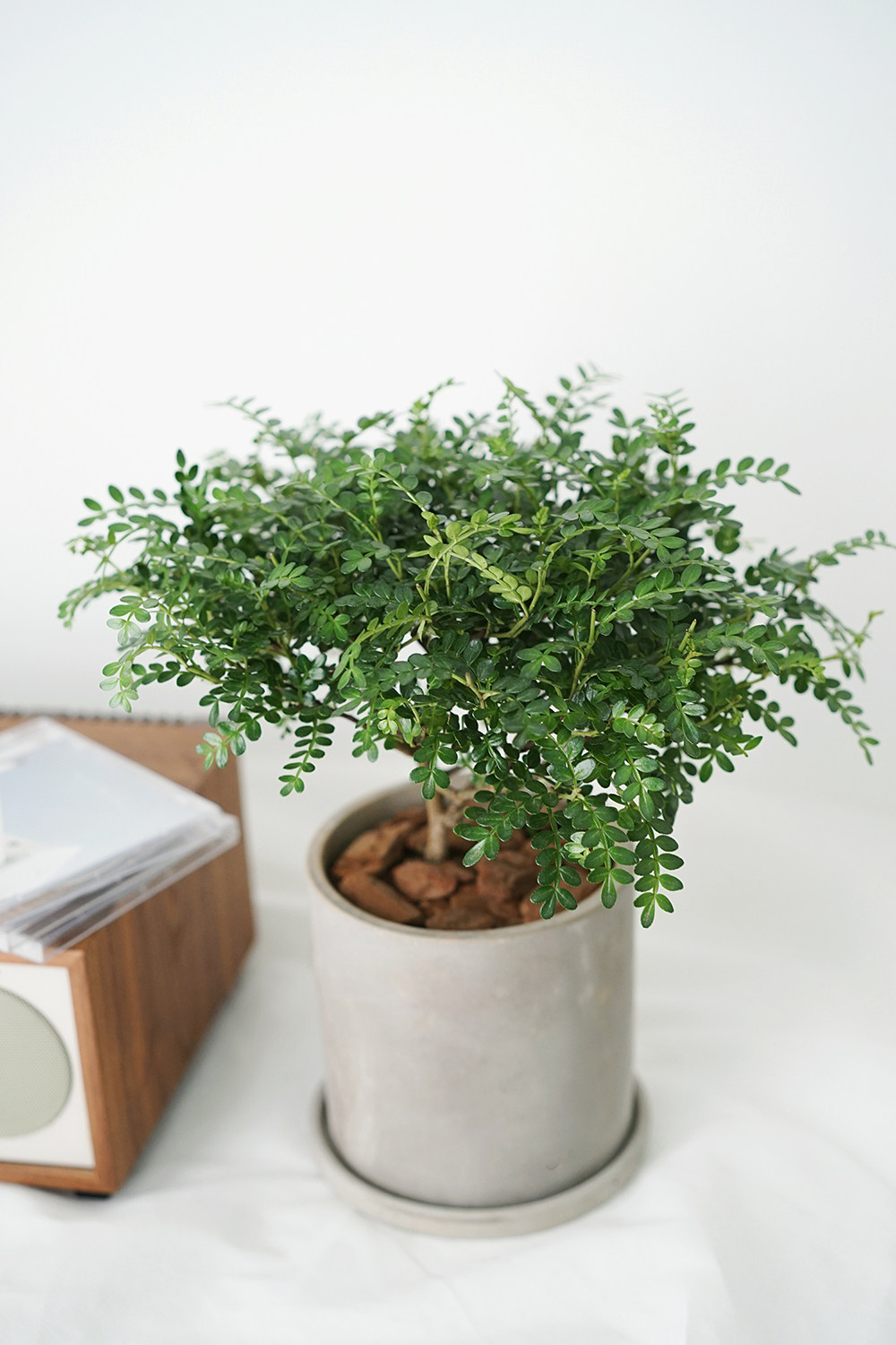 indoor green |胡椒木清香木简约风新家植物盆栽 载好发货