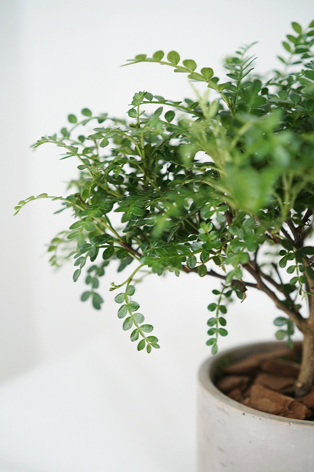 indoor green |胡椒木清香木简约风新家植物盆栽 载好发货