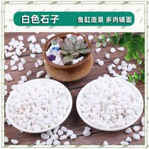 White stone pebble fish tank bottom sand natural fleshy potted pavement gardening landscaping flower pot white small sand stone