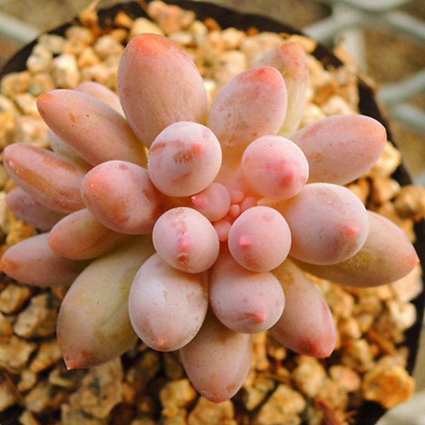 多肉植物婴儿手指新手组合盆栽进口稀有贵货萌肉肉绿植园艺花卉_7折