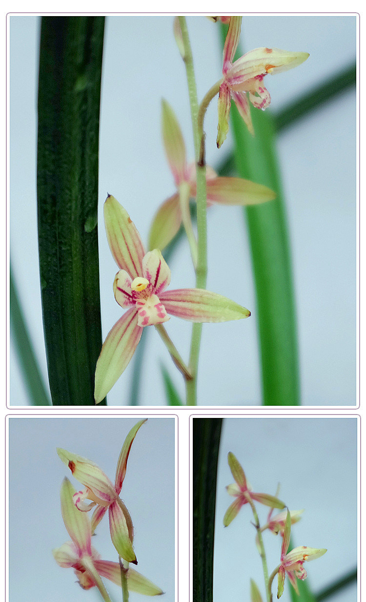 彩虹 新芽彩虹一样漂亮建兰 办公桌开花多发芽率高花粉嫩娇艳多肉