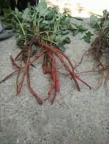 22 Shinkang Dan Zika Zidan Zidan Guanxin Protection Tea Dan Guanxin Chinese medicine material No Sulfur 500g