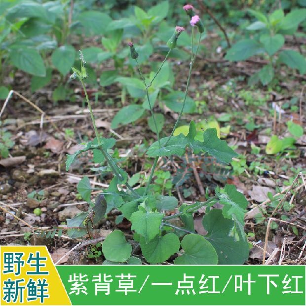 现采新鲜野生中草药材一点红叶下红背叶羊蹄草假芥兰紫背草500g