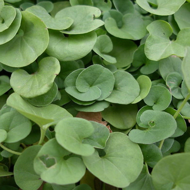 现采新鲜中药材野生马蹄金鱼脐草小金钱小叶朗朗碗落地金钱250g