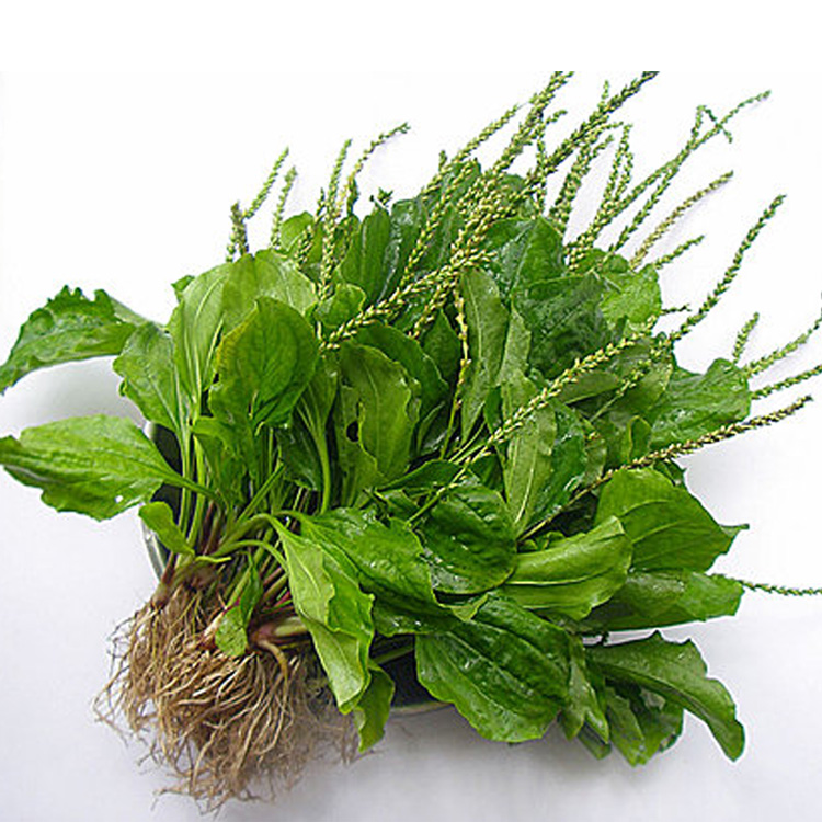 现采中药材新鲜野生车前草凉茶草田灌草250g