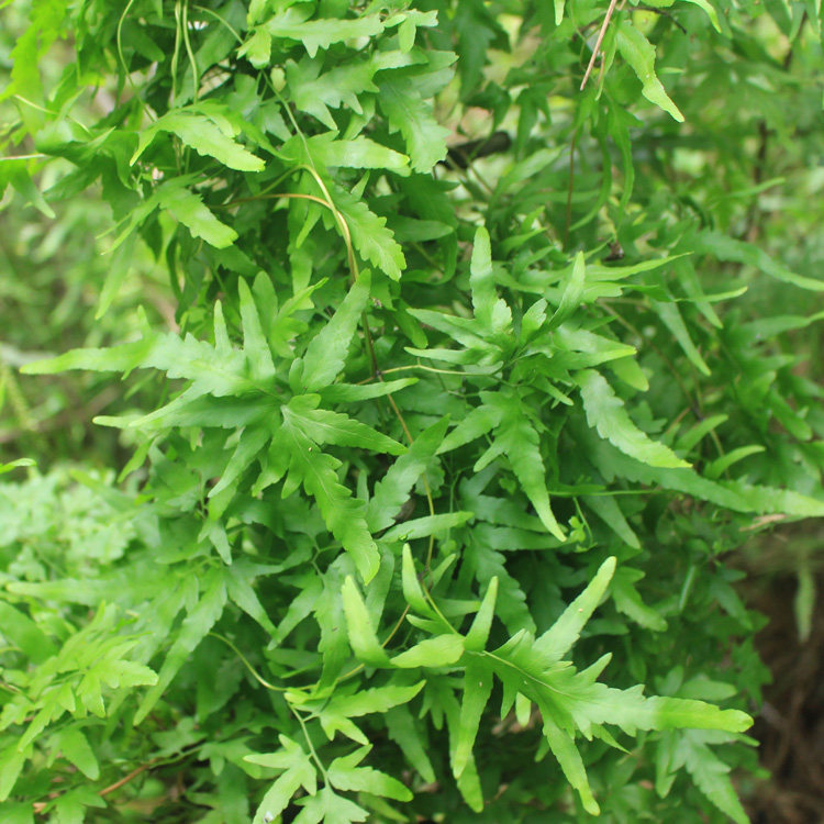 现采新鲜野生中草药材海金沙藤左转藤蛤蟆藤罗网藤铁