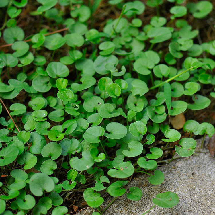 现采新鲜中药材野生马蹄金鱼脐草小金钱小叶朗朗碗落地金钱250g