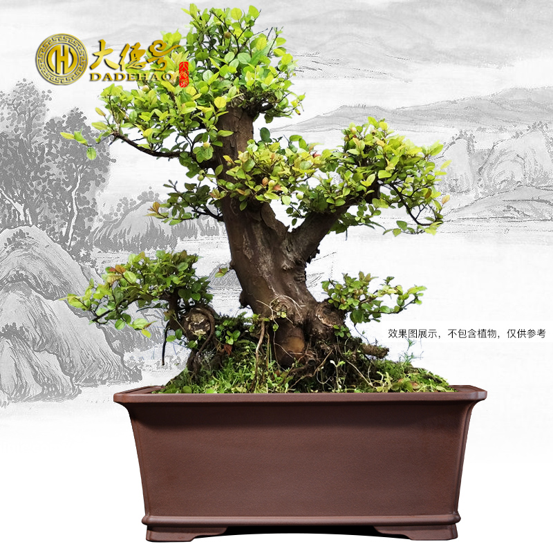 Greatness, rectangular purple sand flowerpot stump potted bonsai pot five hieroglyphics banyan green plant special Angle of the manager