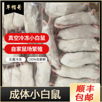 Frozen white rat into a small sub to become a large white rat feed reptile can vacuum quick-frozen pet feed