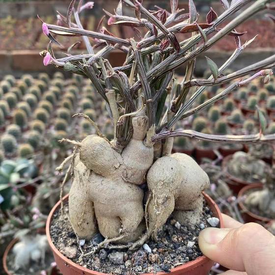 Ginseng, Euphorbia root succulent plants are easy to nourish all seasons and will bloom and be very happy. Fun plants can prevent radiation from being exposed to potted plants
Ginseng, Euphorbia root succulent plants are easy to nourish all seasons and will bloom and be very happy. Fun plants can prevent radiation from being exposed to potted plants