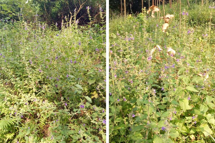 5件包邮野生中草药材毛麝香 凉草 五凉草 酒子草 毛老虎 麝香草