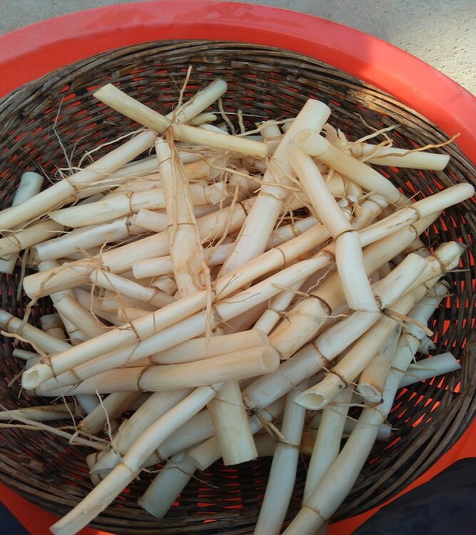 现挖现包纯天然野生芦根 新鲜芦苇根 芦白茅根茶粉 养生清火