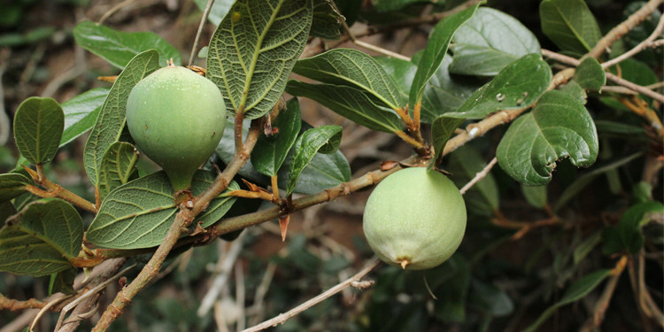 木莲豆腐薛荔果野生籽凉粉籽爱玉籽凉粉籽手搓冰粉籽石木瓜100克_双氙