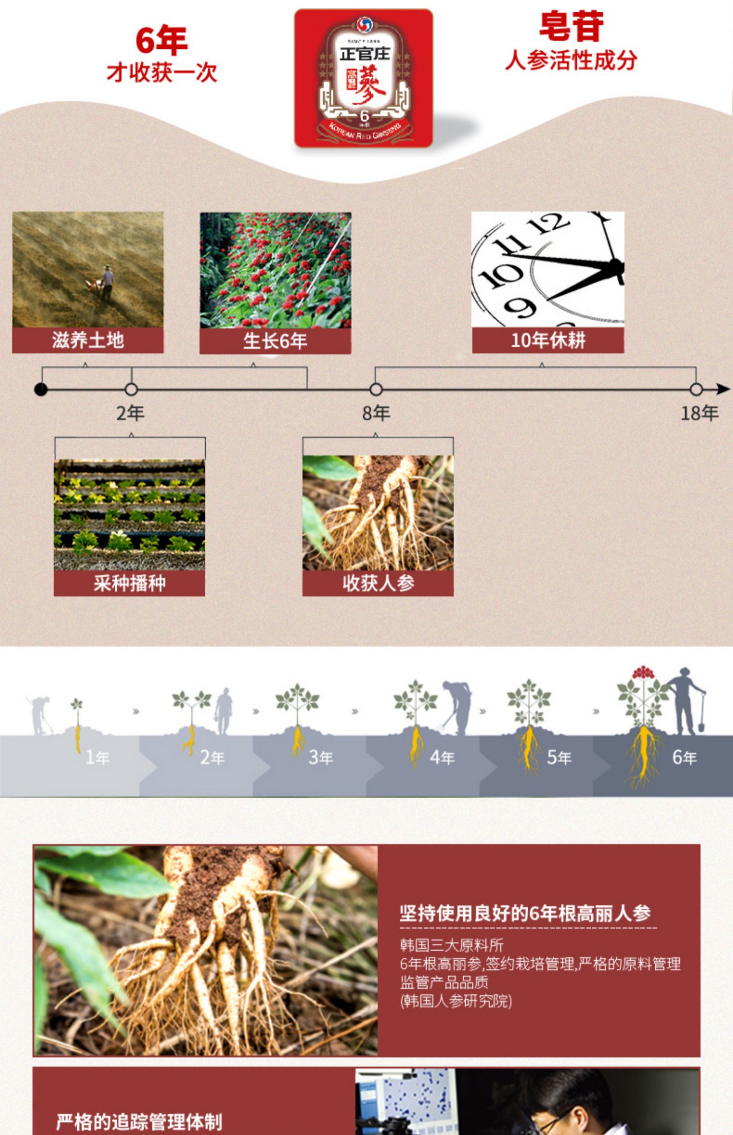 【韩国正官庄】6年根高丽参茶50包