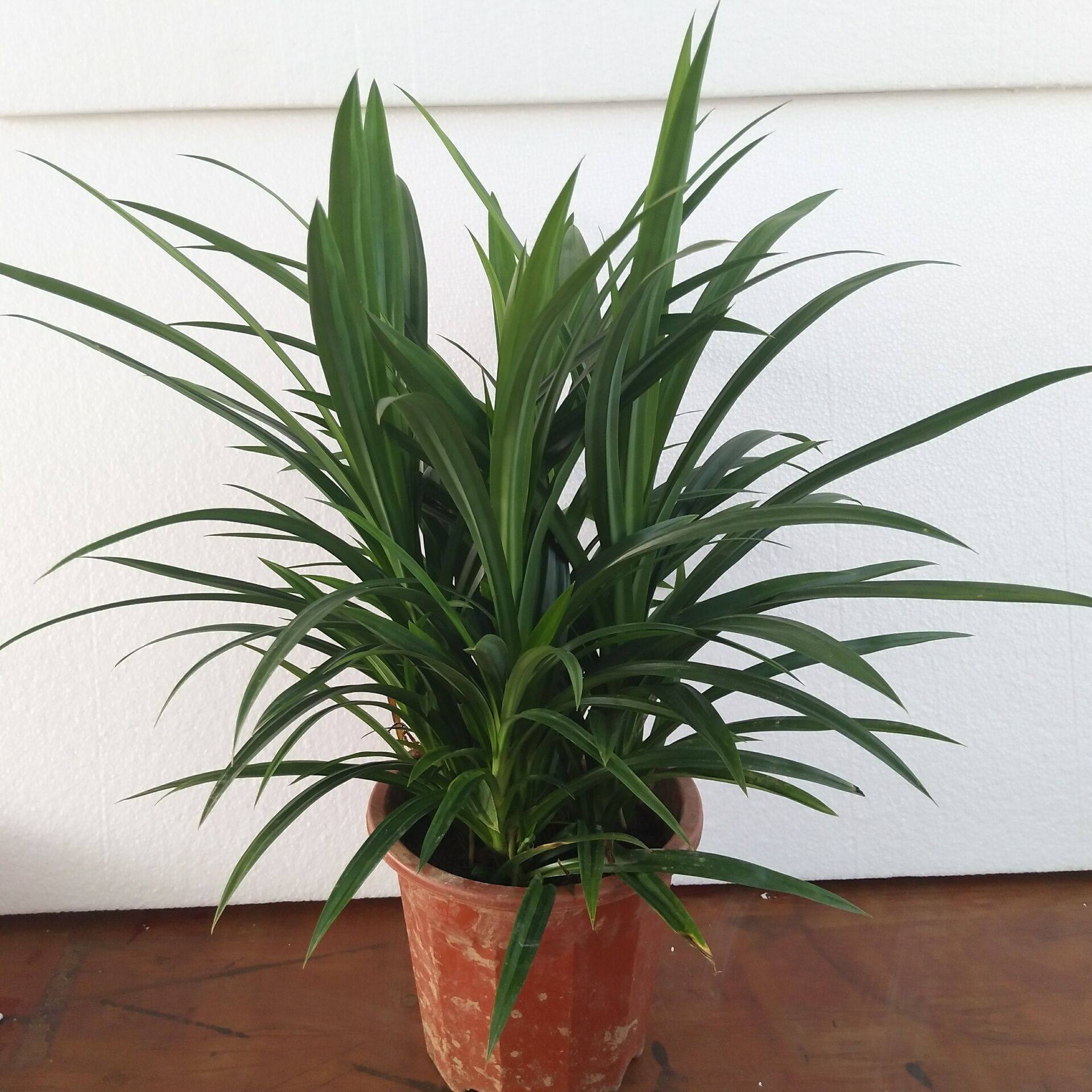 香兰盆栽苗 香兰叶苗 香兰花苗 七叶兰苗 斑兰叶苗 香林投苗 地栽_双