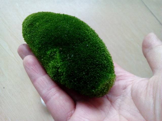 朵朵藓 苔藓植物包邮 其他品种苔藓 多肉绿植盆景假山微景观 宜春