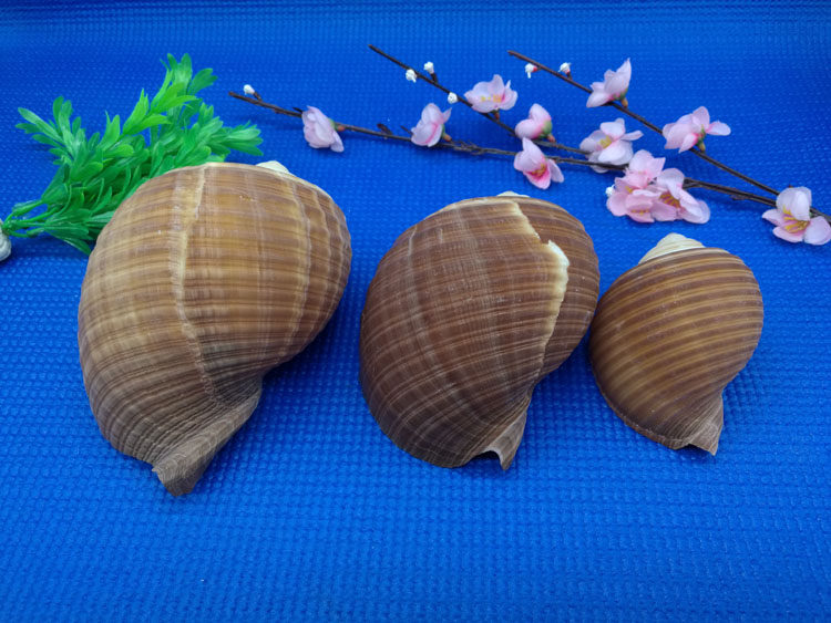 天然贝壳大海螺琴螺鱼缸水族箱装饰品卷贝鱼繁殖壳多肉摆件