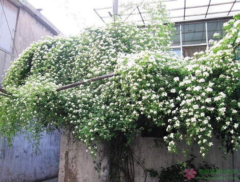 独杆黄木香盆栽开花浓香树爬藤花苗 推荐