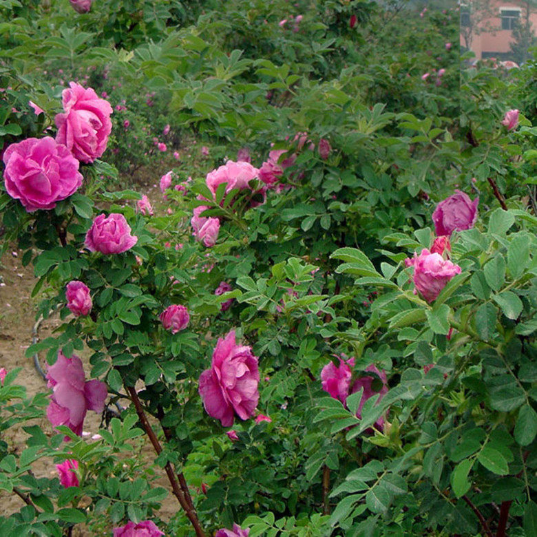 花卉观花室内庭院耐寒观赏食用植物四季易活开花正宗冷香玫瑰花苗