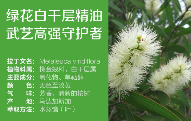 法国altho原装进口有机绿花白千层精油10ml增强防御呼吸健康护理_7折