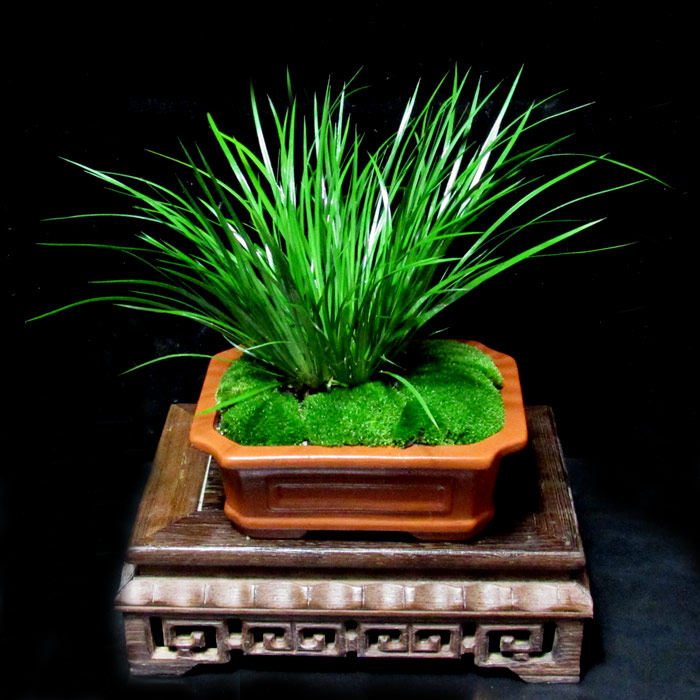 野生虎须盆栽 黄金姬金钱菖蒲九节石菖蒲水培