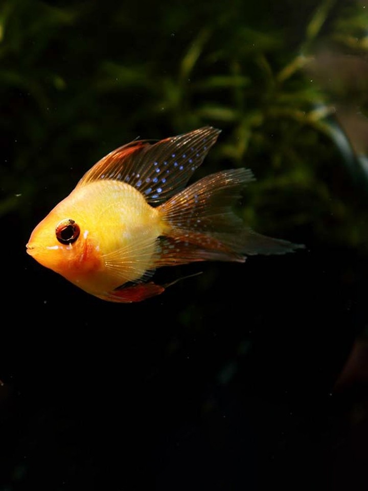 金波子热带观赏鱼 包邮包活-森蝶女汉子