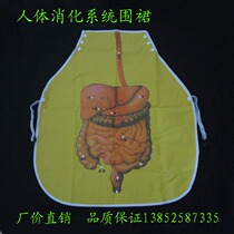 Human digestive system apron Primary school science tools Biological teaching aids Human teaching aids Teaching equipment