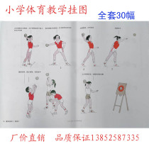 Primary school physical education teaching wall chart teaching materials A full set of 30 folio coated paper teaching instruments