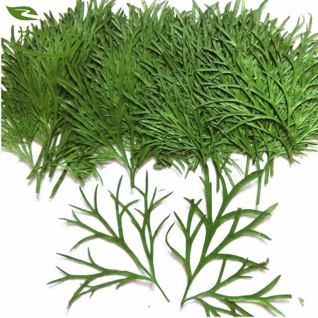 千鸟叶标本押花画干花贺卡书签材料树干鹿角形叶子自然原创意批发