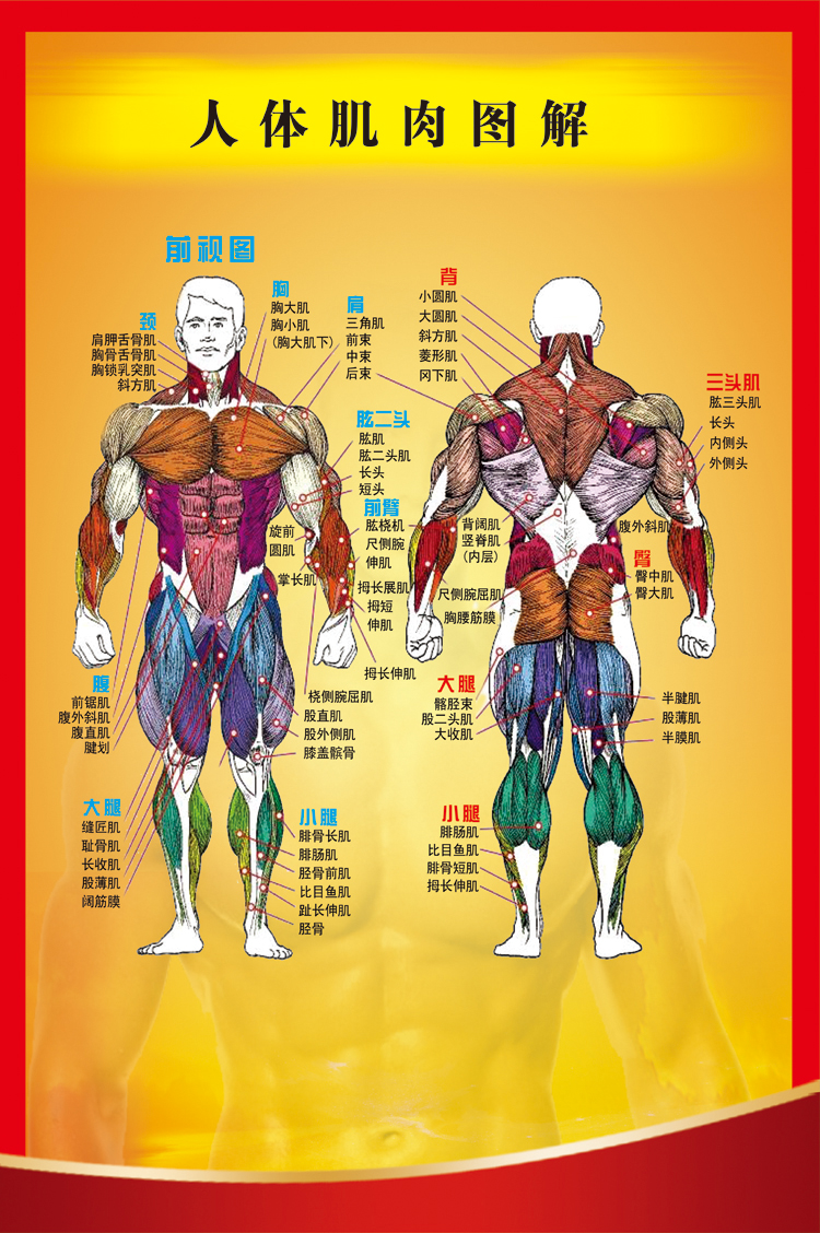 医学宣传贴图 人体器官解剖图 肌肉示意图 医院布置画海报 hb