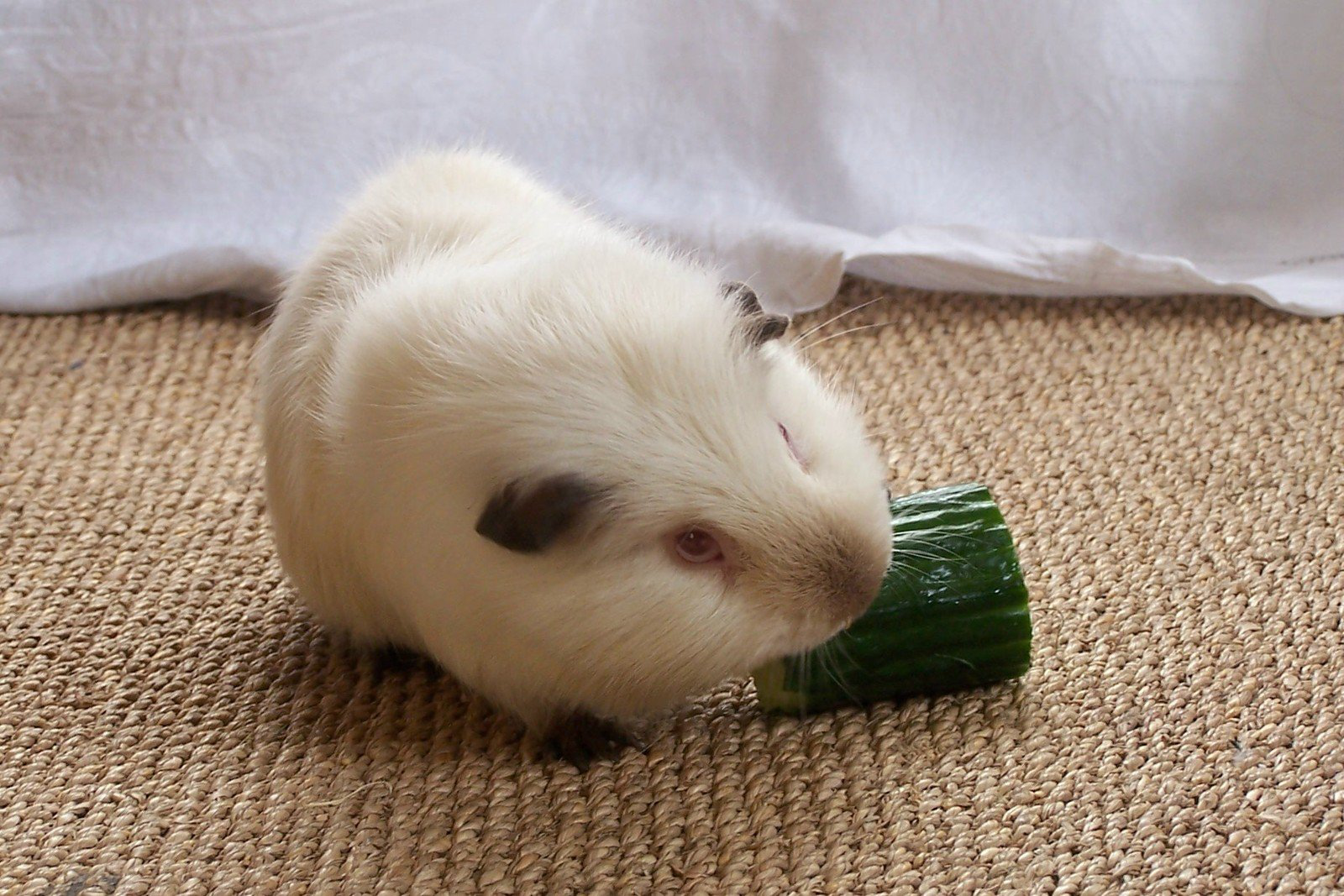 萌你一脸的荷兰猪,初养小知识