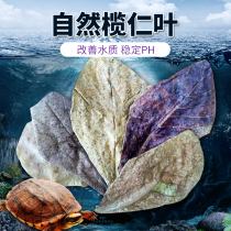 Lan Renye longan leaf tortoise to improve water quality regulation pH value lazy leaf turtle tank landscaping anticorrosive skin rot armor